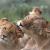 lioness