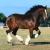 C J Horse