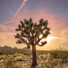 highdesertbum