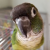 pixietoes