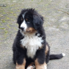 robur