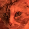 PSYCHOPET PSYCHOPET