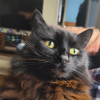 PixiPickle