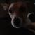 The Pup