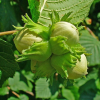 Corylus