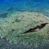 NotoriousFlapjack
