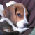 Grumpydoggy