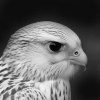 Gyr79D