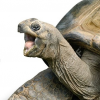 MindfulTortoise
