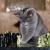 catnap642