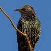 Starling Starling