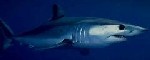 Top Shelf Pawn Sharks