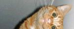 Domestic Cat Clan