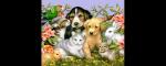 Devoted to Pets