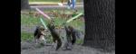 Jedi Knights