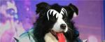 Rock Dogs