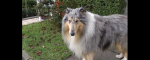 mollie
