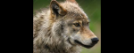 the dartmoor wolf
