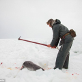 Baby Seal Clubber's Club